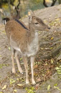 Dama dama Stock-Fotos