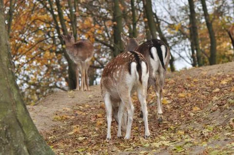 Dama dama Stock Photos