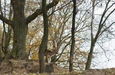 Dama dama Stock Photos