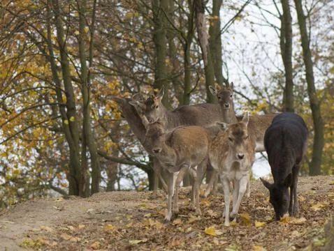 Dama dama Stock Photos