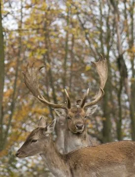 Dama dama Stock Photos