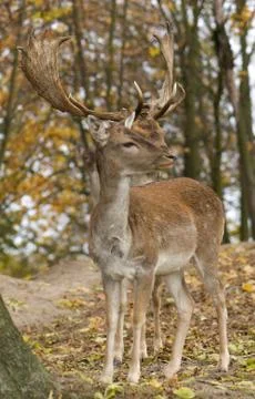 Dama dama Stock Photos