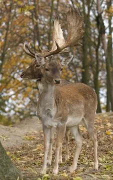 Dama dama Foto stock