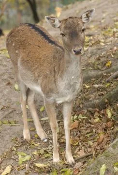 Dama dama Foto stock