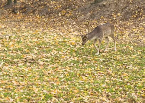 Dama dama Stock Photos