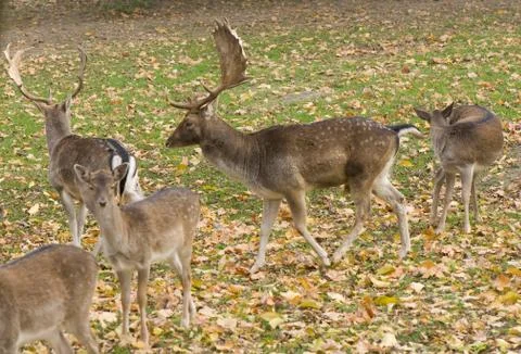 Dama dama Stock Photos