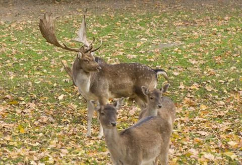 Dama dama Foto stock