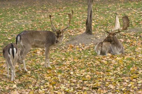 Dama dama Stock Photos