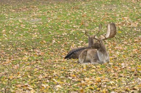 Dama dama Stock Photos