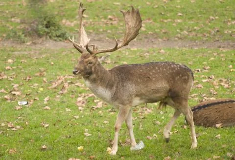 Dama dama Stock Photos