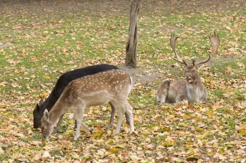 Dama dama Stock-Fotos