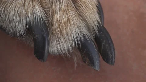 Damage and long nails (hooves) of a brown dog. Dog paw Stock Footage 234825157