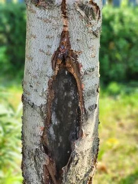 Damage to the bark of a sweet cherry tree trunk, fruit orchard treatment 스톡 사진
