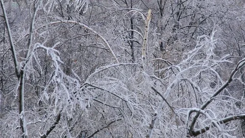 Damage birch tree after ice rain Stock Footage 70804567