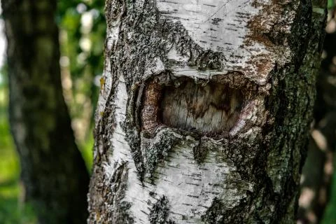 Damage to the birch trunk. Stock Photos