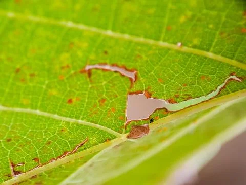 Damage to a bright green leaf with visible vein structure and bite marks cr.. Stock Photos