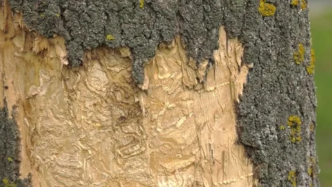 Damage caused by the emerald ash borer. Vidéo 346635749