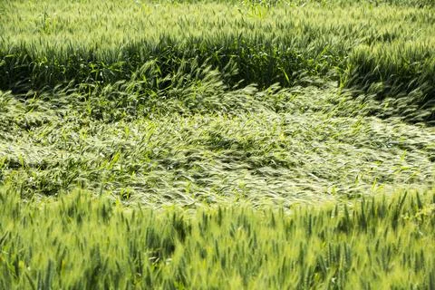 Damage to cereal crops from heavy rainfall in Alcolea de Cinca, Spain. Stock Photos