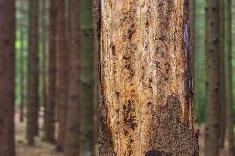 Damage done by bark beetle in a forest in saxony germany Stock Photos