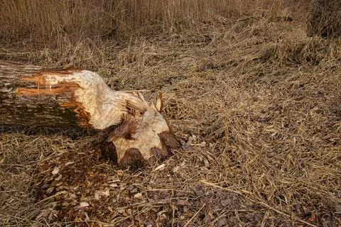 Damage done by a beaver to a tree Stock Photos