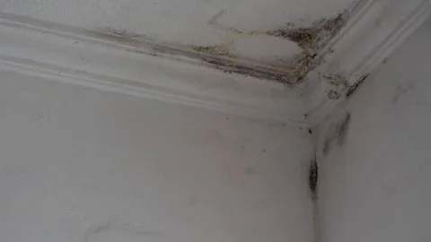 Damage done to a home's interior wall by rain water infiltration Stock Footage 84782544