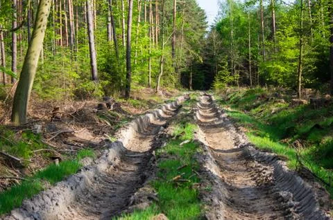 Damage done to spring forest ground by a harvester machine Stock Photos