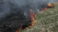 Damage Fire In Dry Agriculture Field in Drought Season, Hot Summer, No Rain HD Footage