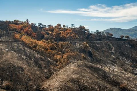 Damage from Forest Fire at Las Padres National Forest Stock Photos