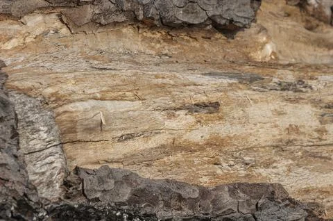 Damage by Grey Squirrels 스톡 사진