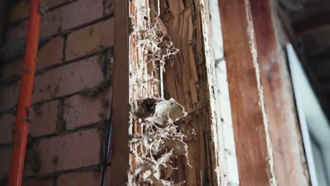 Damage to interior stud wall due to termites and white ants Stock Footage 333285011