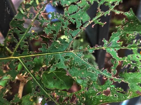 Damage leaf Stock Photos