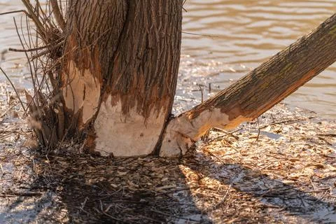 Damage observed on tree caused by beaver activity including broken branch. Tree Stock Photos