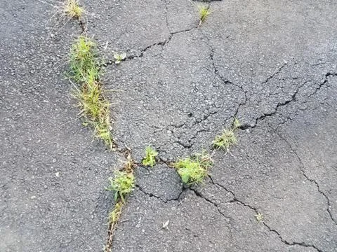 Damage or cracks in black asphalt with weeds Stock Photos
