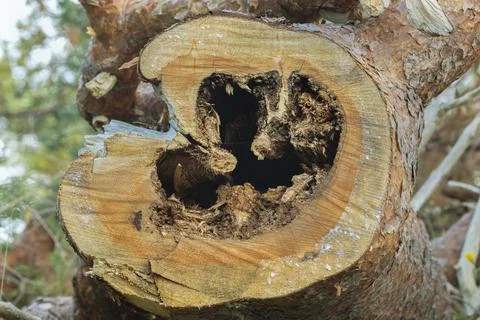 Damage on pine tree after carpenter ants Stock Photos