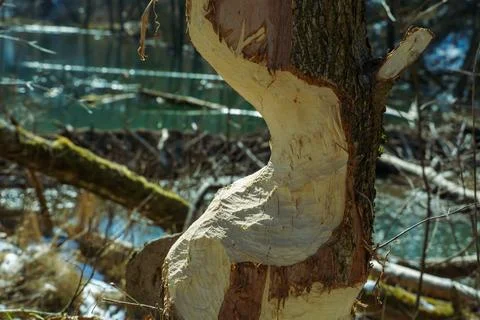 Damage to the tree trunk from beaver teeth. A tree, almost cut down by a beav Stock Photos