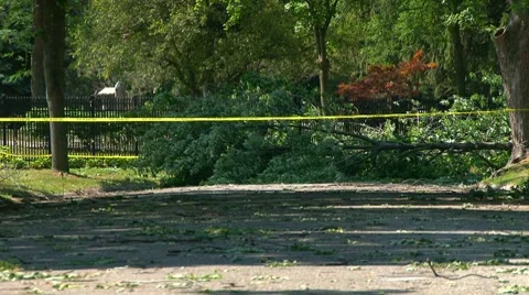 Damage to trees and homes created by severe wind sheer Stock Footage 7753053