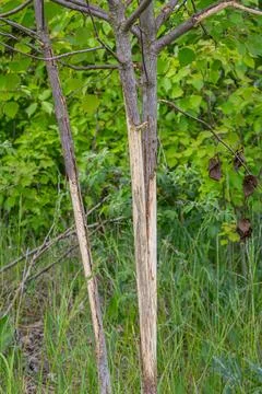 Damage to young tree trunks caused by hare activity in a lush green environme Foto stock