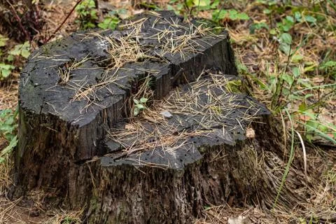 Damaged Aged Stump of a tree Stock Photos