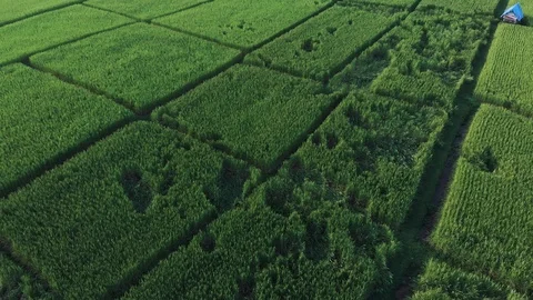 Damaged and falling green rice plants Video stock 97490897