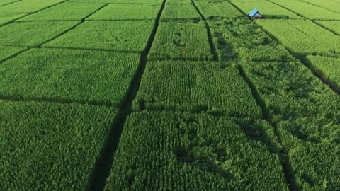 Damaged and falling green rice plants Video stock 160276922