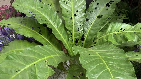 Damaged anthurium plant leaves with holes Stock Footage 342372353
