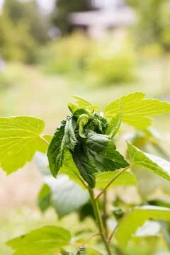 Damaged aphid leaves Stock Photos