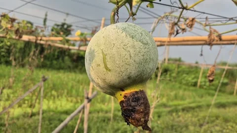 Damaged Ash Gourd Fruit Rot Disease Trellis Commercial Video Stock Footage 344719299