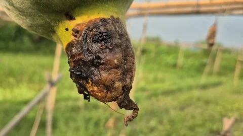 Damaged Ash Gourd Fruit Rot Disease Trellis Commercial Video Stock Footage 344813713