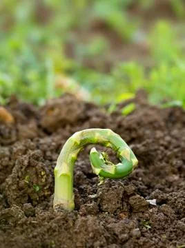 Damaged asparagus Stock Photos