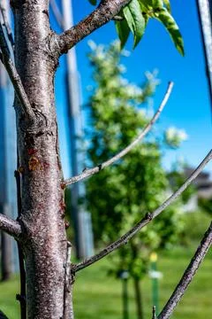 Damaged bark of on a peach tree in the spring caused by an infestation of Stock Photos