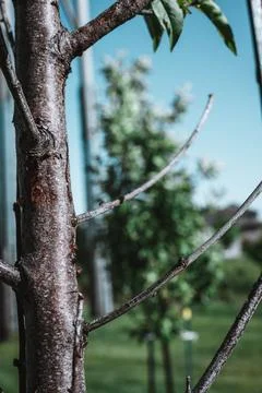 Damaged bark of on a peach tree in the spring caused by an infestation of Stock Photos