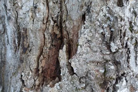 Damaged Bark Stock Photos