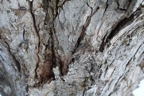 Damaged Bark Stock Photos