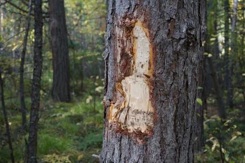 Damaged bark on a pine tree. Pine with stripped bark Stock Photos